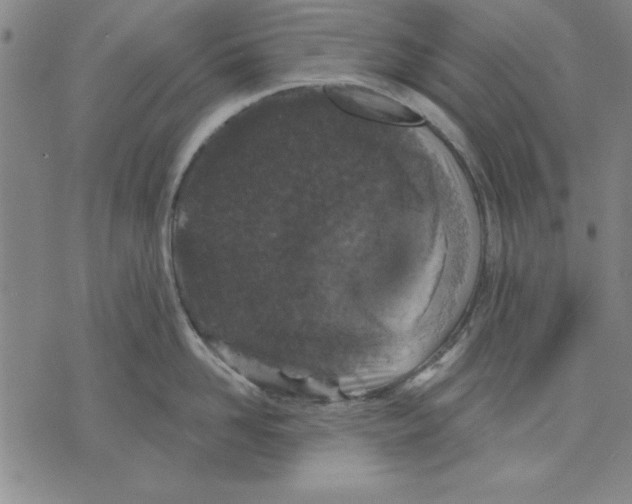 X0000070240958200606301558