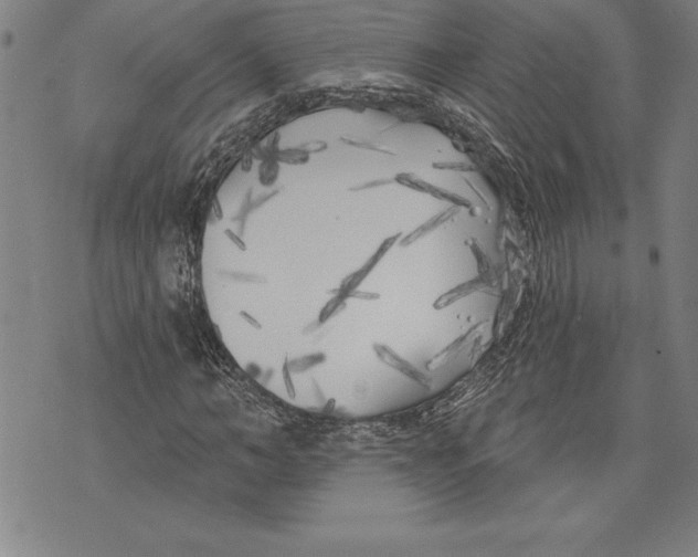 X0000070240966200606301557