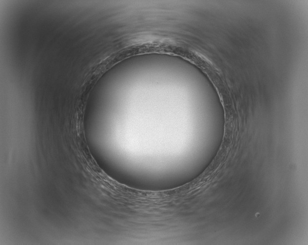 X0000070250869200606020956
