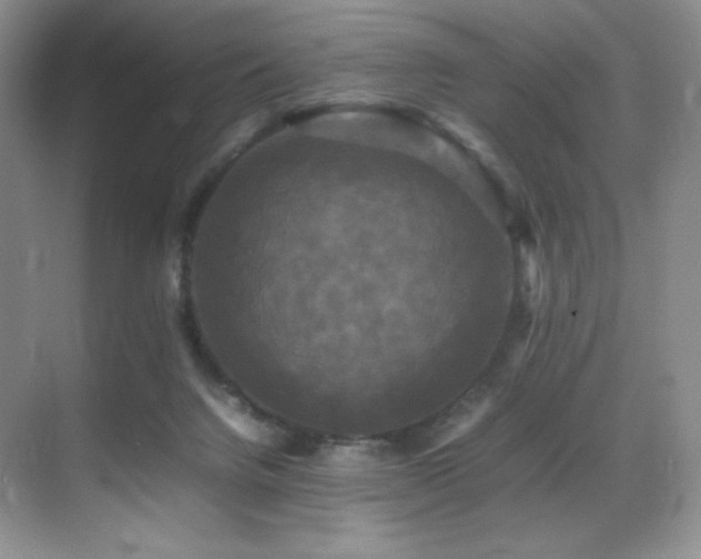 X0000070250072200606021207