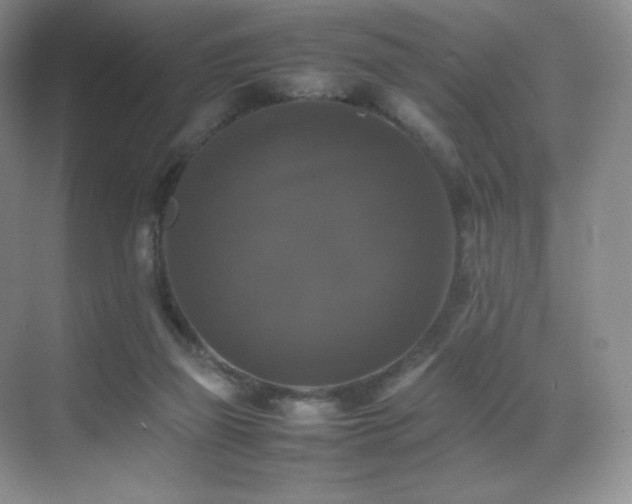 X0000070250165200606021205