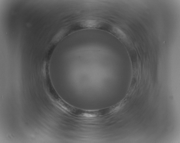 X0000070250167200606021205