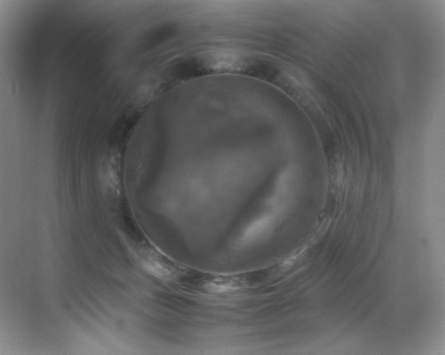 X0000070250175200606021205