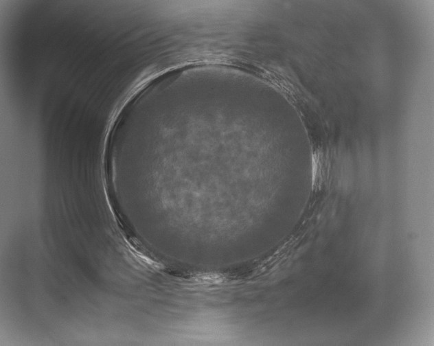 X0000070250195200606021205