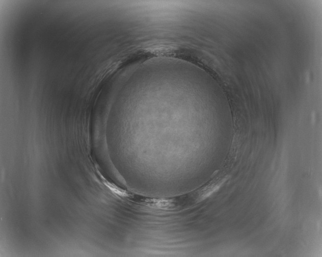 X0000070250288200606021204
