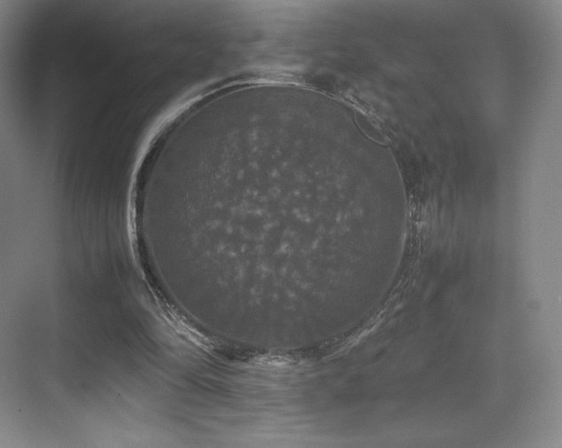 X0000070250294200606021203