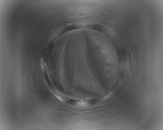 X0000070250335200606021202