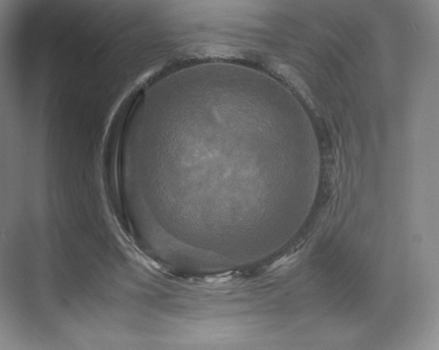 X0000070250395200606021201