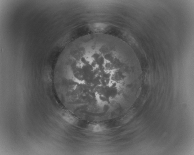 X0000070250561200606021159