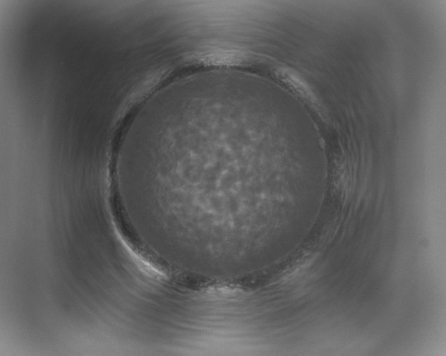 X0000070250586200606021158