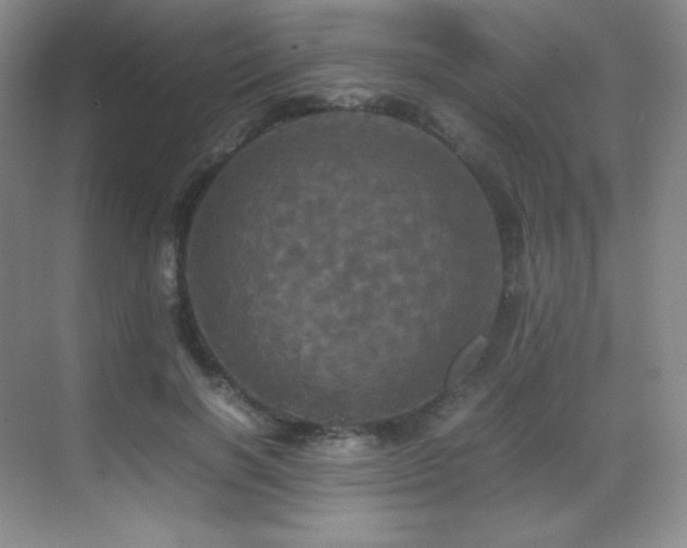 X0000070250646200606021157