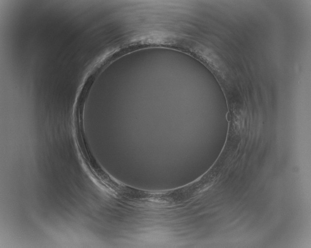 X0000070250678200606021156