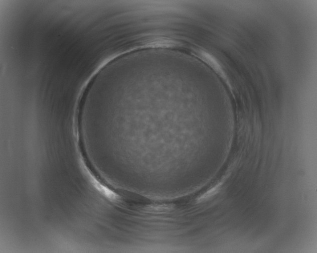 X0000070250843200606021154