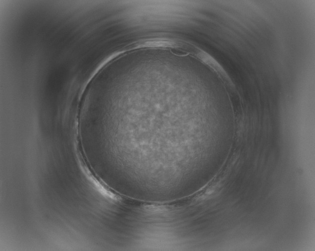 X0000070250852200606021154