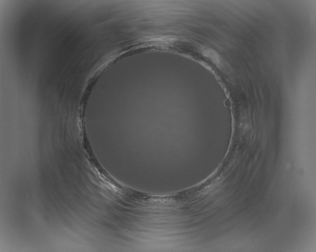 X0000070251354200606021145