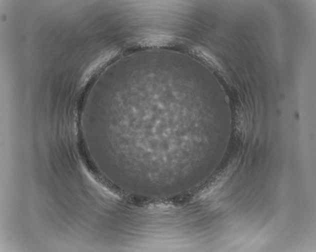 X0000070250586200606051152