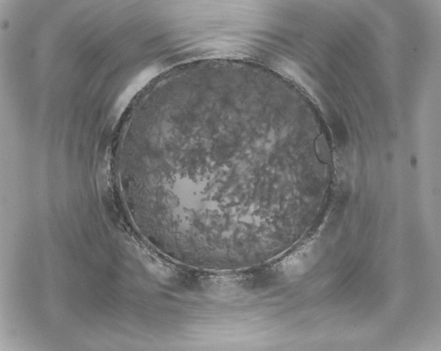 X0000070250875200606051147