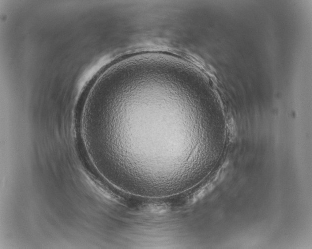 X0000070250248200606091342
