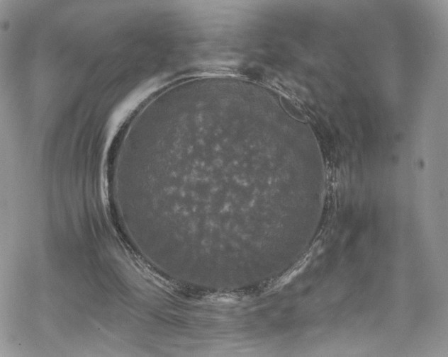 X0000070250294200606091342