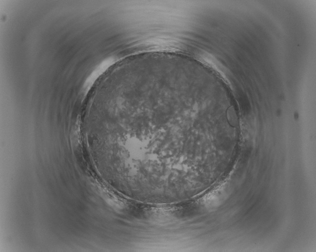 X0000070250875200606091332