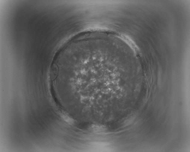 X0000070250487200606161916