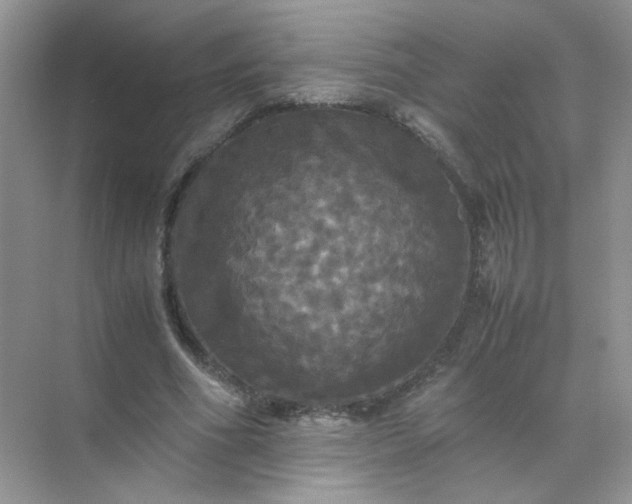 X0000070250586200606161914