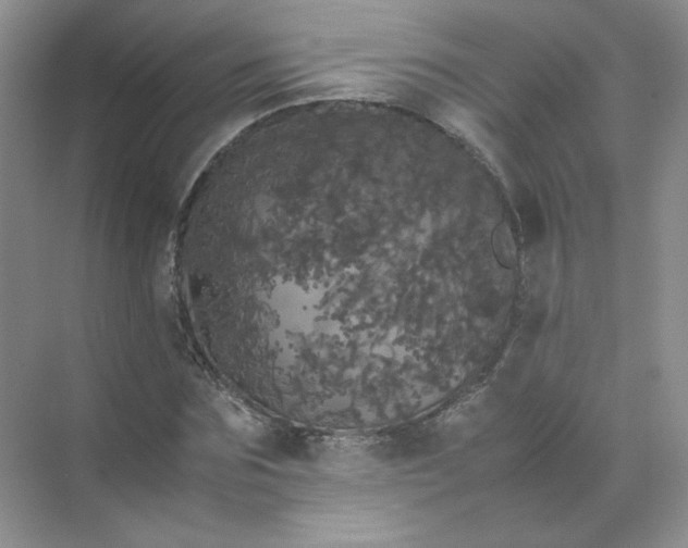 X0000070250875200606161909