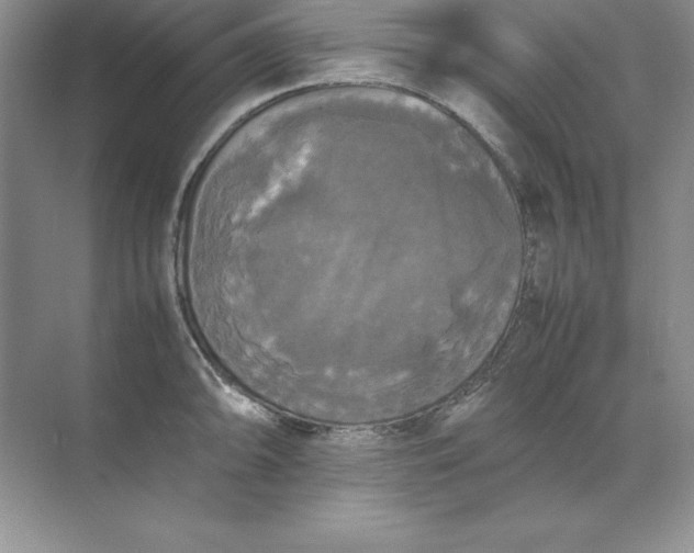 X0000070251094200606161905