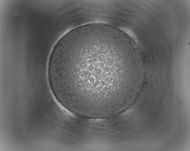 X0000070251135200606161905