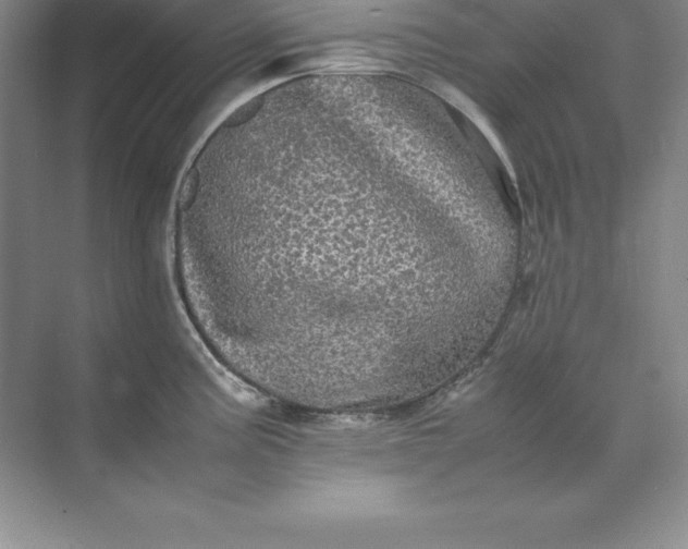 X0000070251195200606161904