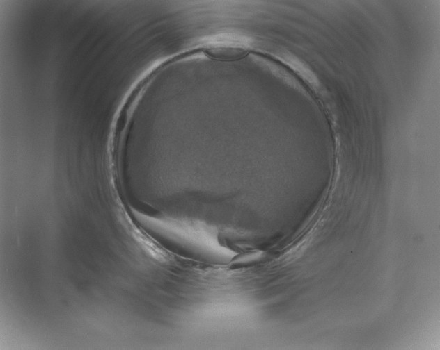 X0000070251248200606161904