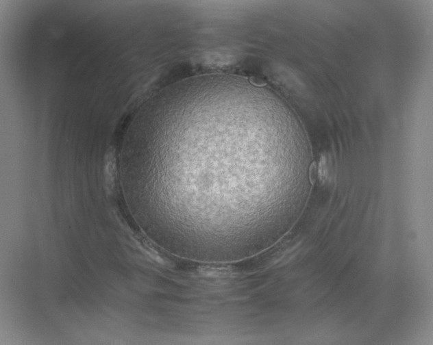 X0000070251299200606161901