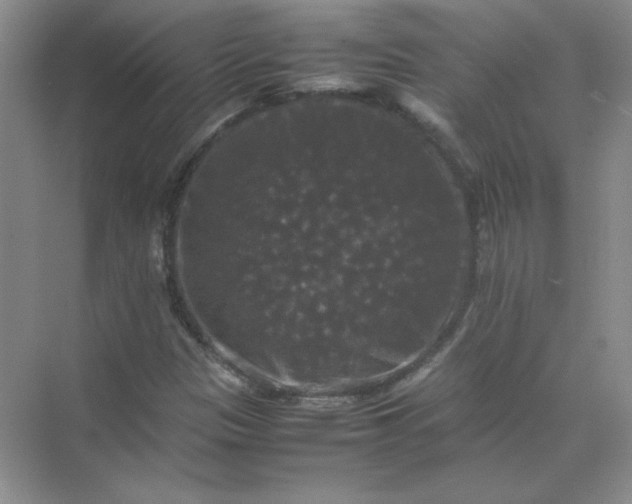 X0000070251305200606161901