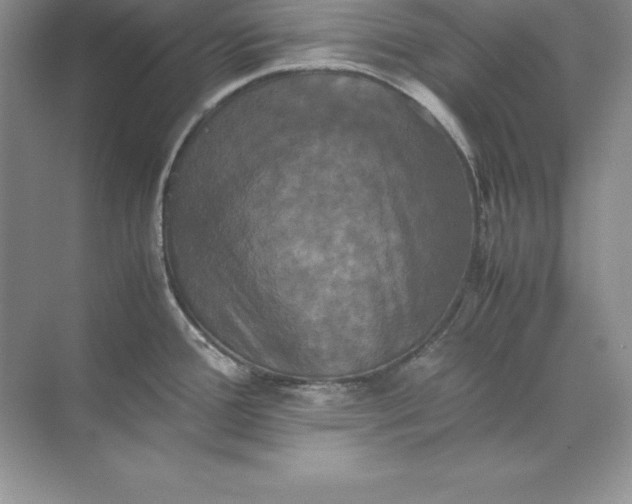 X0000070251388200606161900