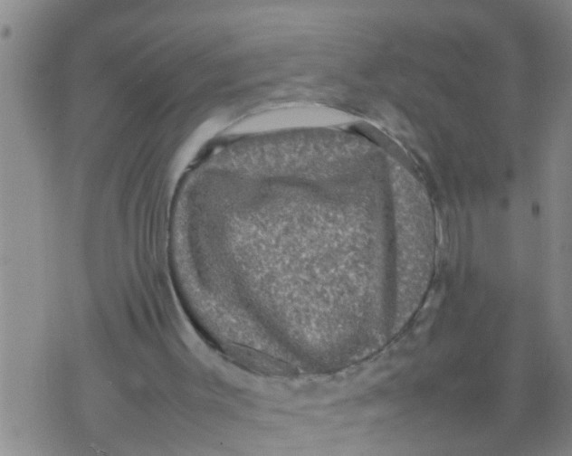 X0000070250003200606232019