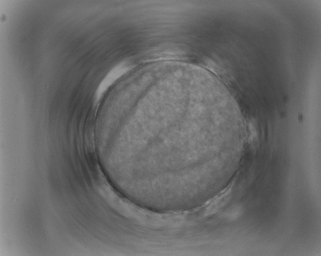 X0000070250004200606232019