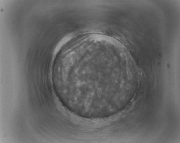 X0000070250006200606232019