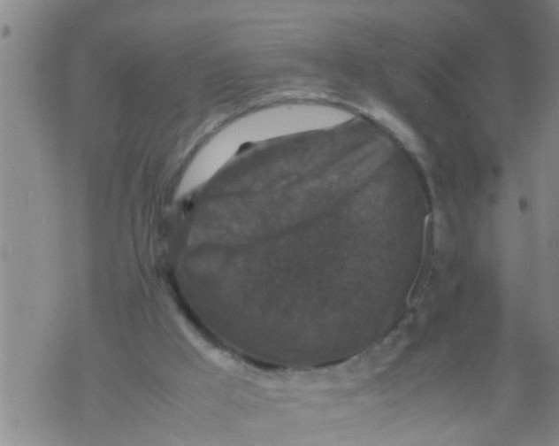 X0000070250009200606232019