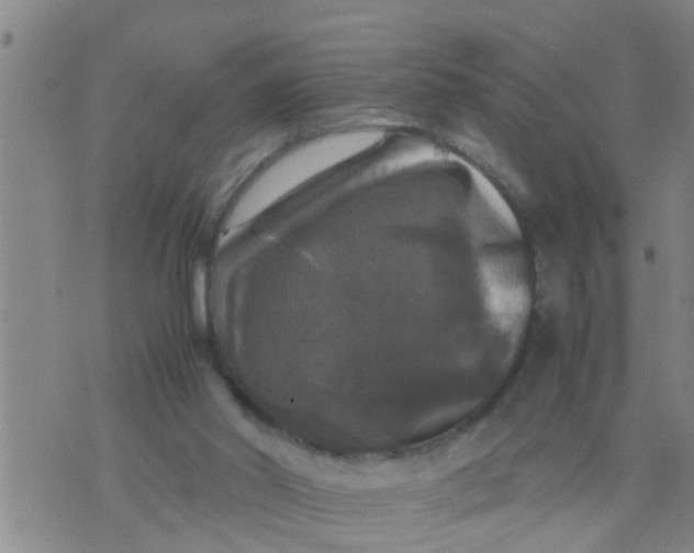 X0000070250014200606232019