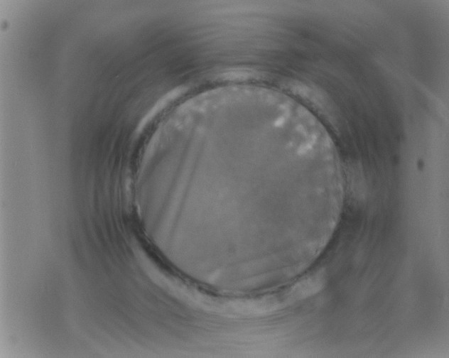 X0000070250016200606232019