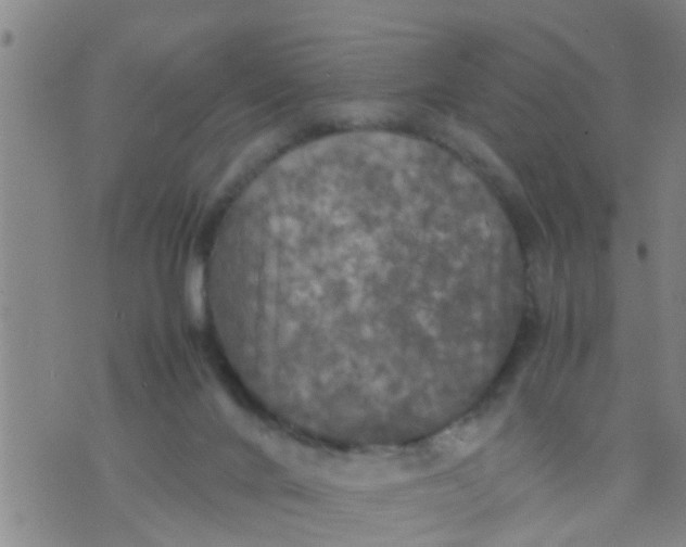 X0000070250024200606232019