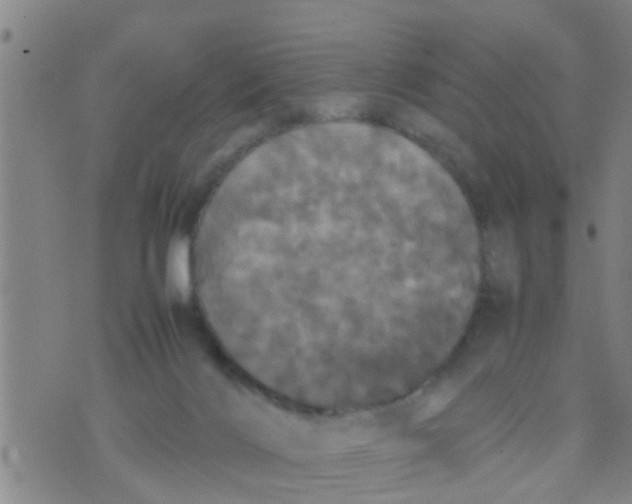 X0000070250028200606232019