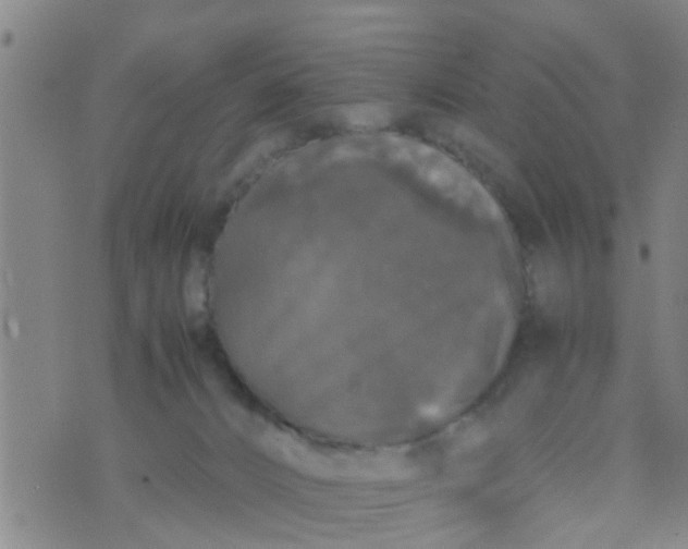 X0000070250032200606232019