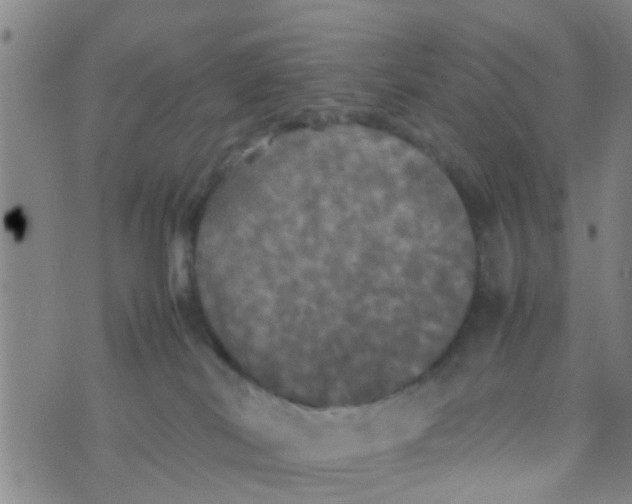 X0000070250038200606232019