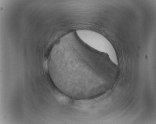 X0000070250041200606232019