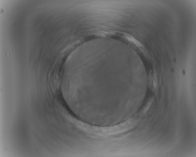 X0000070250043200606232019