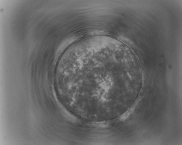 X0000070250049200606232018