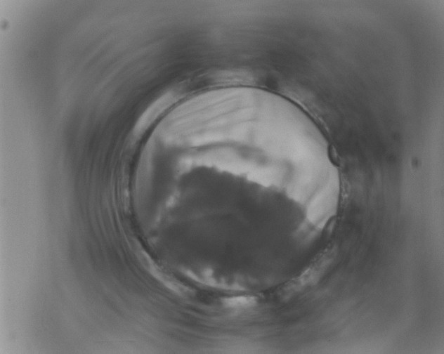 X0000070250053200606232018