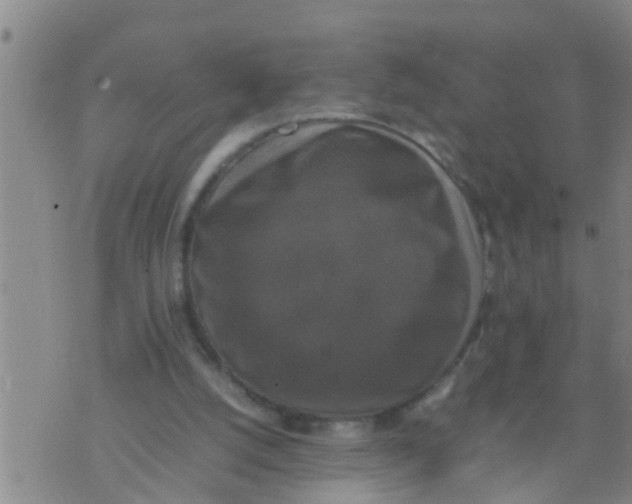 X0000070250056200606232018