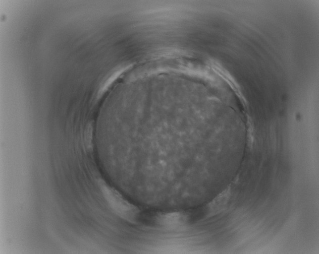 X0000070250058200606232018